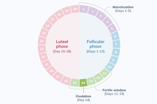 A Comprehensive Guide to The Menstrual Cycle – PeriodShop