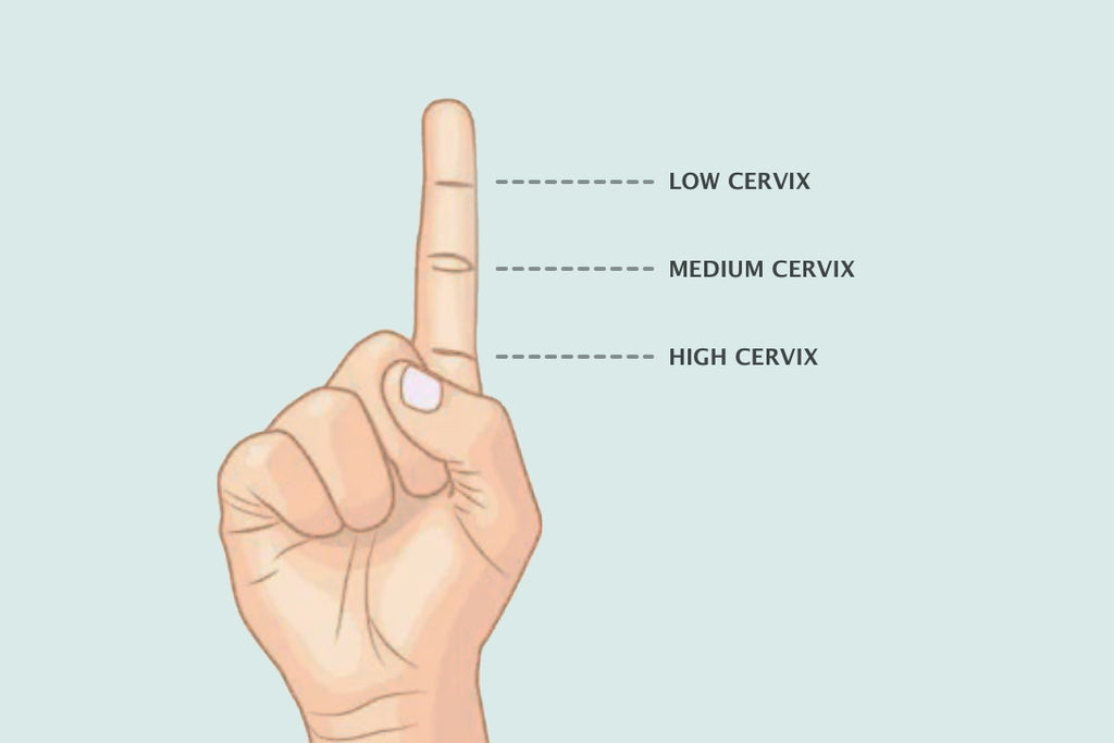 high vs low cervix