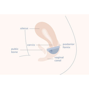 SAALT Reusable Menstrual Disc Duo Small and Regular PeriodShop