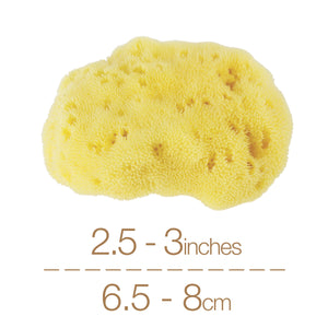 Sea Sponges, 8-Pack