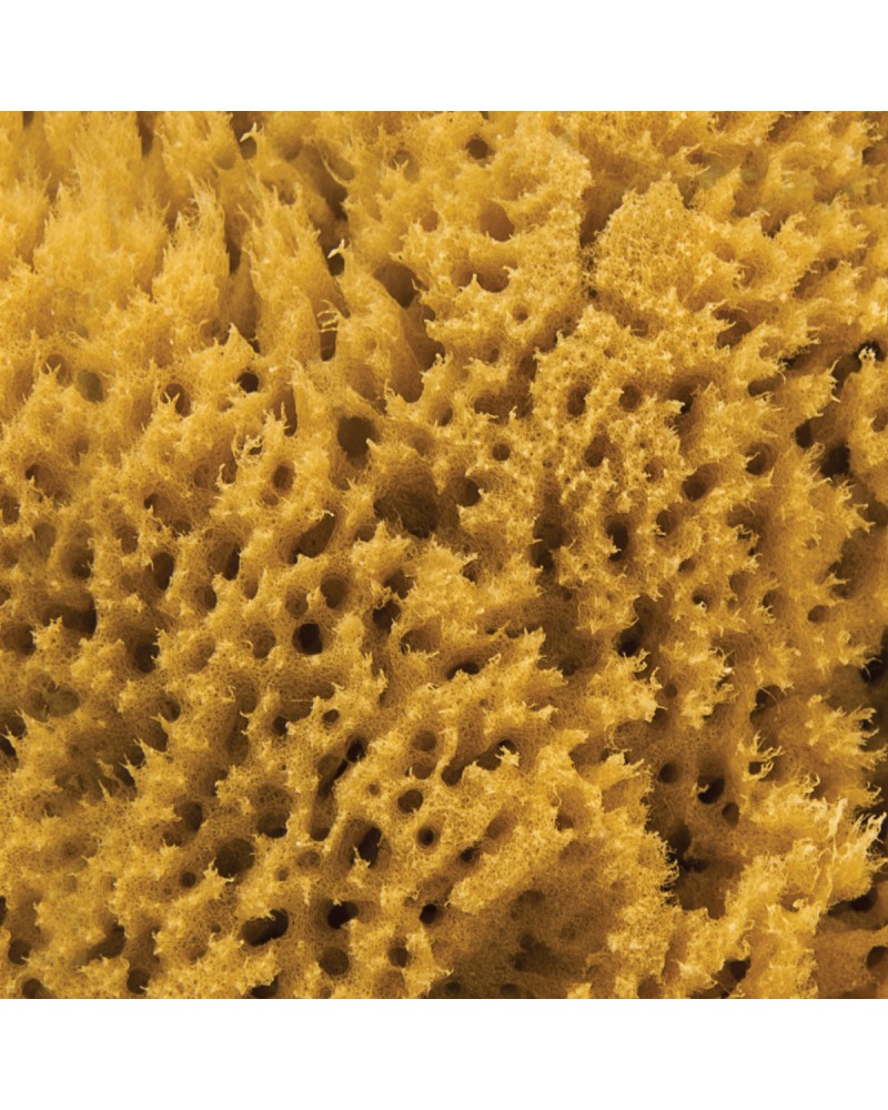 NATURAL INTIMACY Menstrual Sea Sponges - Unbleached Medium (3 Pack)